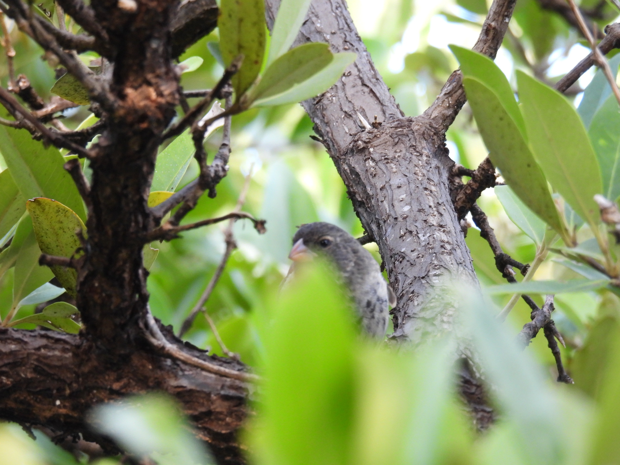 Medium Ground Finch (Geospiza fortis), photo 6