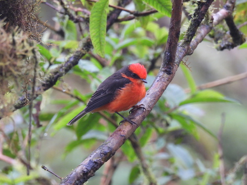 Brujo Flycatcher (Pyrocephalus nanus), photo 7