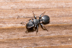 Cephalotes texanus