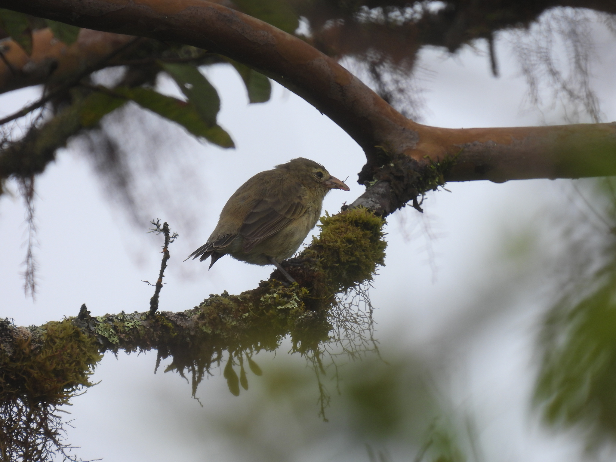 Woodpecker Finch (Camarhynchus pallidus), photo 2