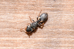 Cephalotes texanus