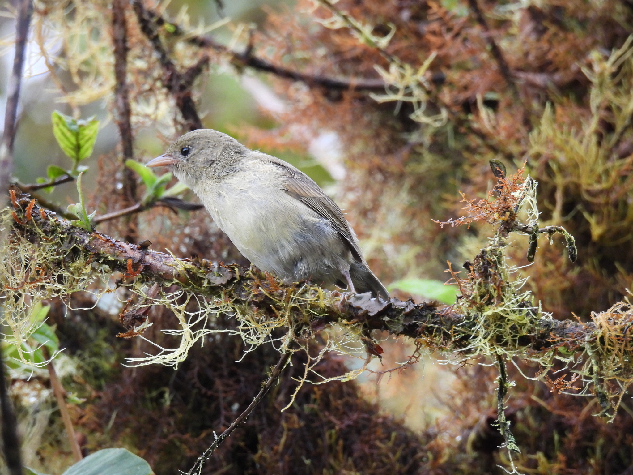 Green Warbler-Finch (Certhidea olivacea), photo 2
