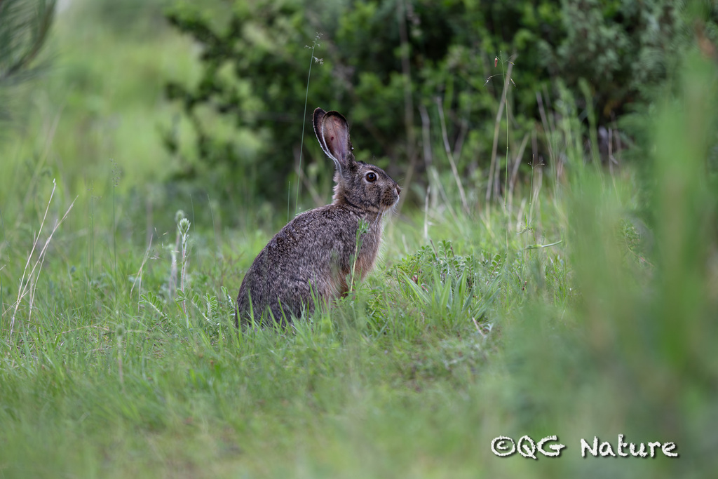 Yunnan Hare