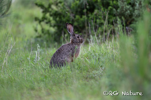 Yunnan Hare