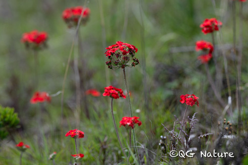 Androsace coccinea