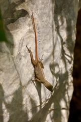 Anolis mestrei