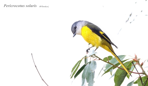 Gray-chinned Minivet