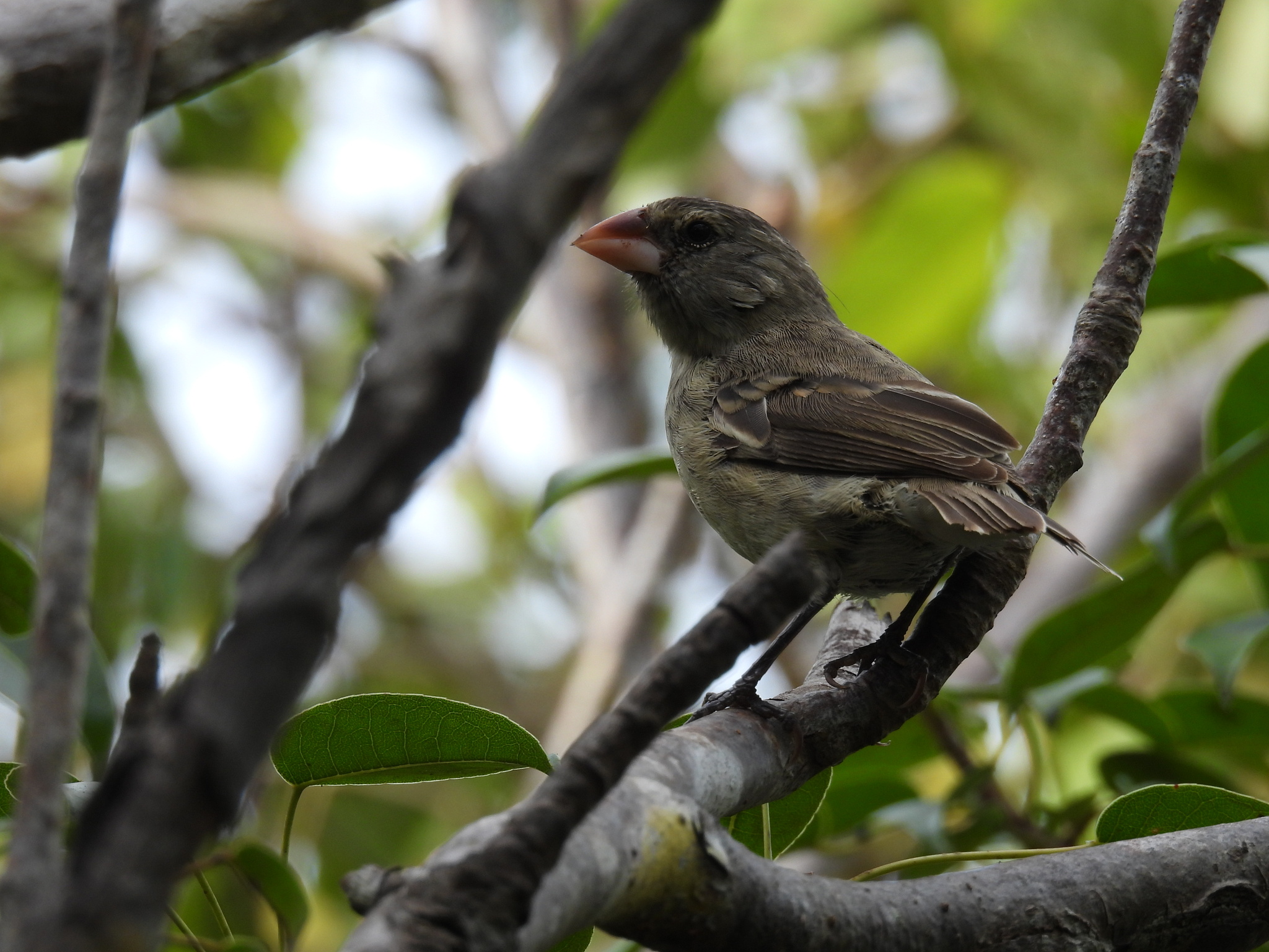 Medium Ground Finch (Geospiza fortis), photo 5