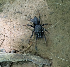Sphodros atlanticus