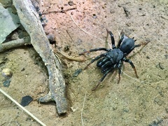 Sphodros atlanticus