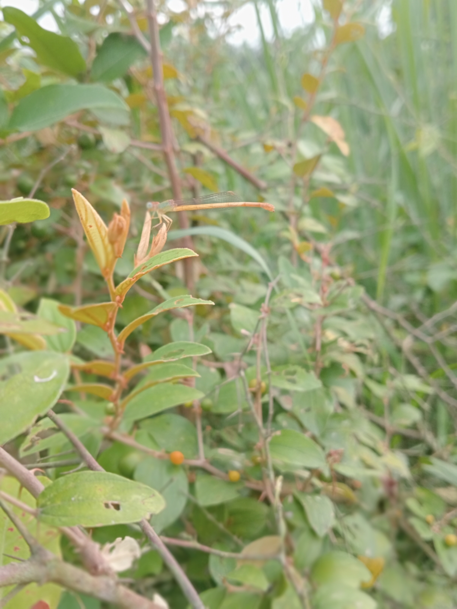 Coromandel Marsh Dart