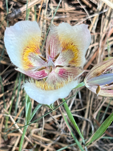 Cox's mariposa lily (Calochortus coxii)