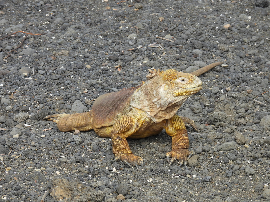 Galápagos Land Iguana