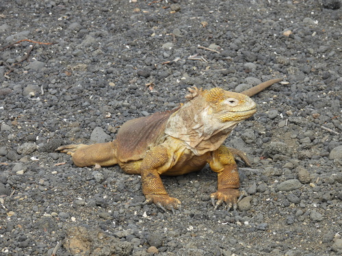 Galápagos Land Iguana
