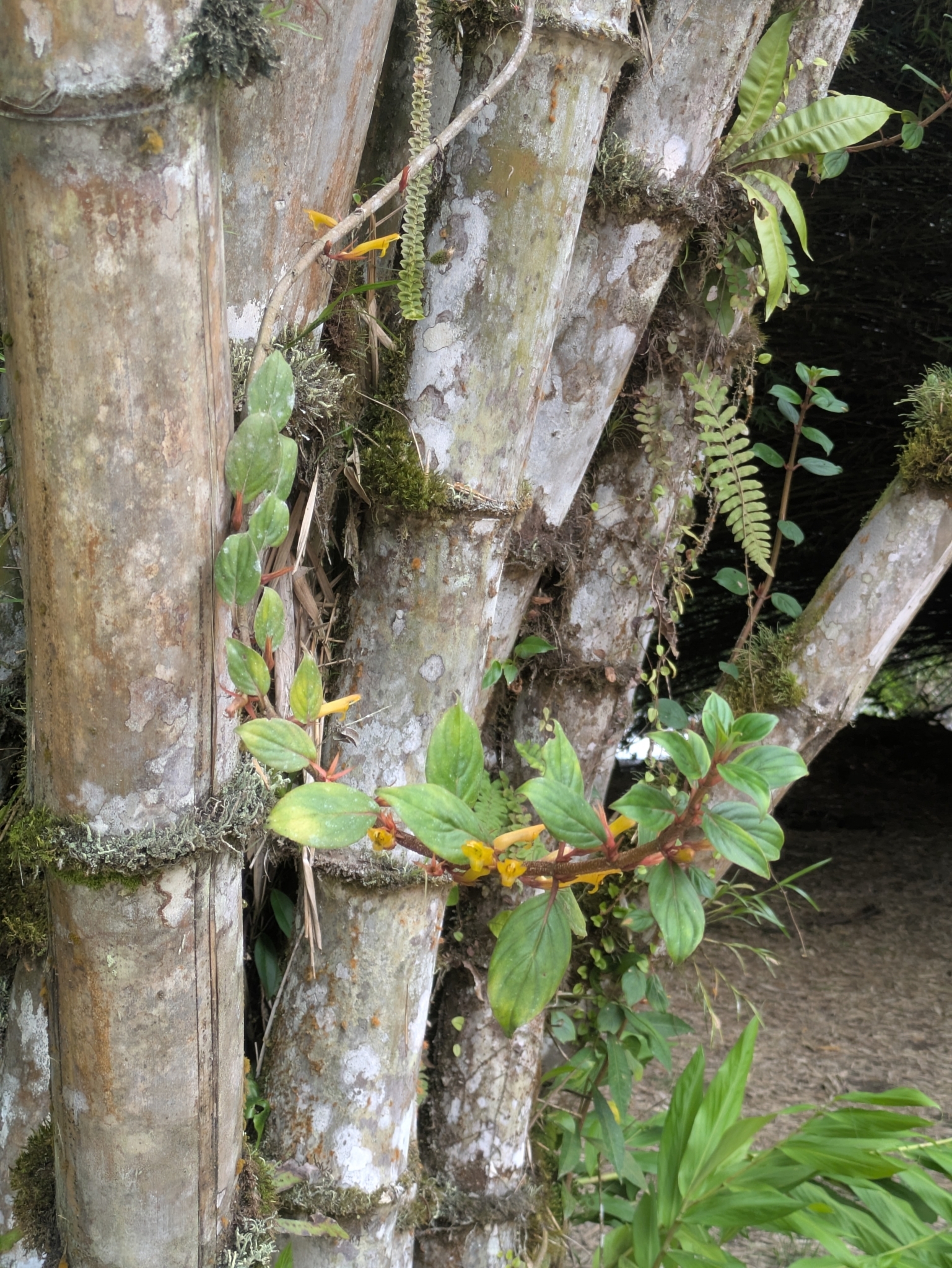 Columnea angustata