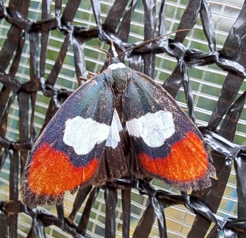 Damias elegans