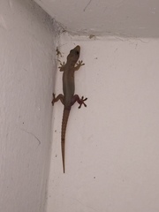 Hemidactylus frenatus