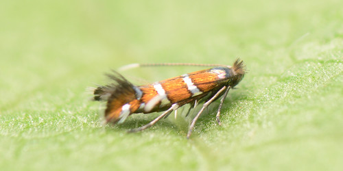 Tentiform Bean Leafminer