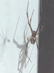 Latrodectus hesperus