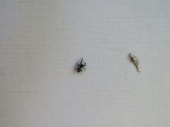 Dendryphantes mordax