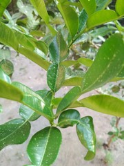 Citrus hystrix