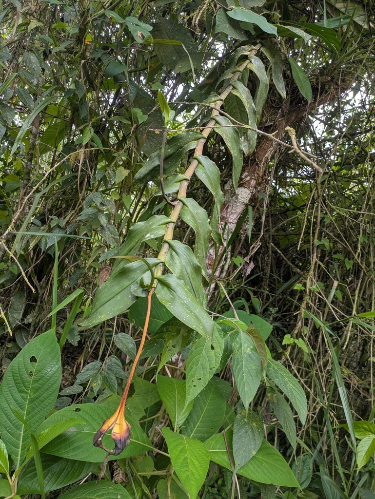 Epidendrum macroophorum