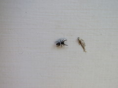 Dendryphantes mordax