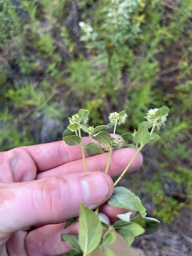 Florida Mountainmint (Pycnanthemum floridanum)