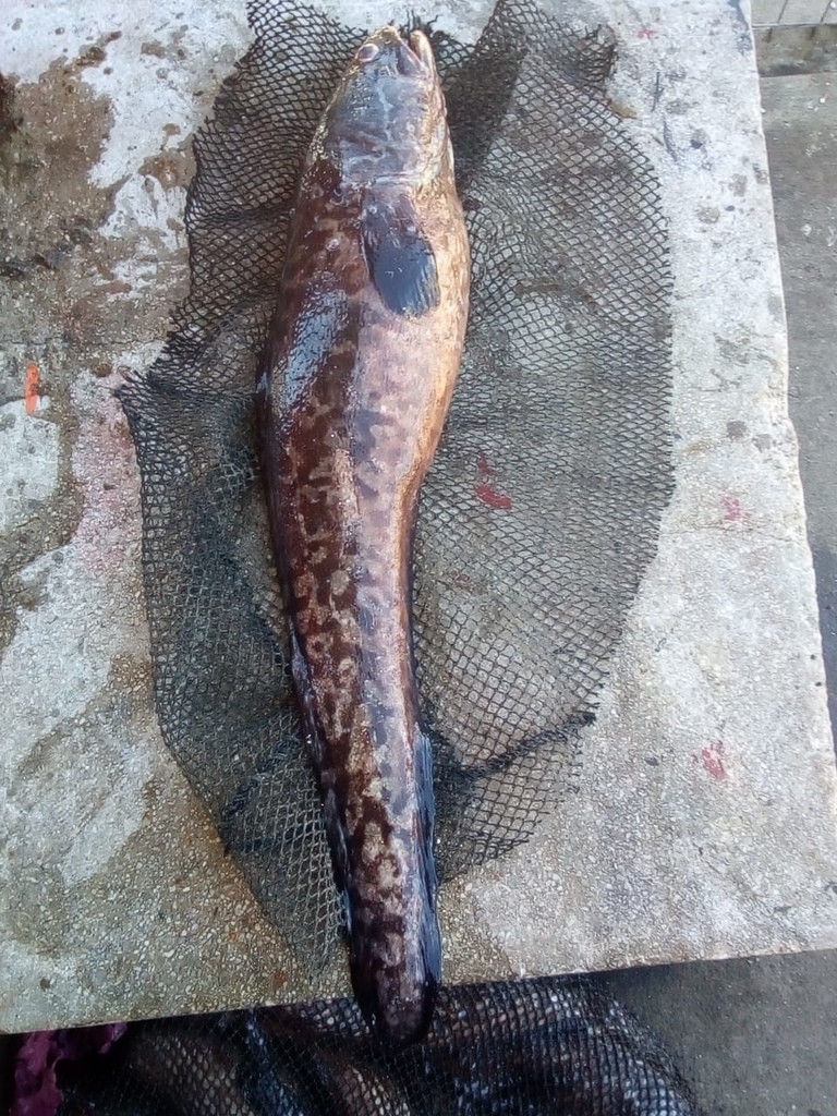 Black Cusk-Eel