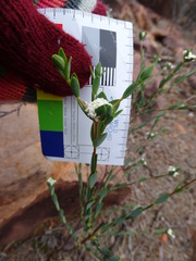 Pimelea petrophila