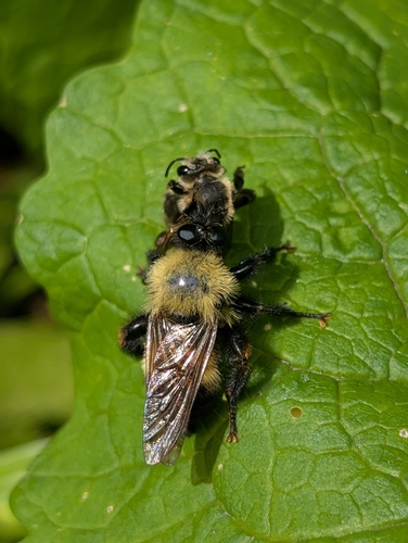 Bee-like robber fly