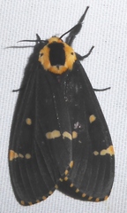 Lymantria semicincta