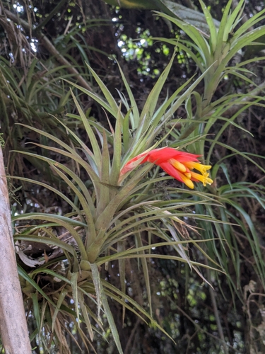 Guzmania angustifolia (Guzmania angustifolia)