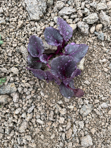 Senecio soldanella, photograph 6