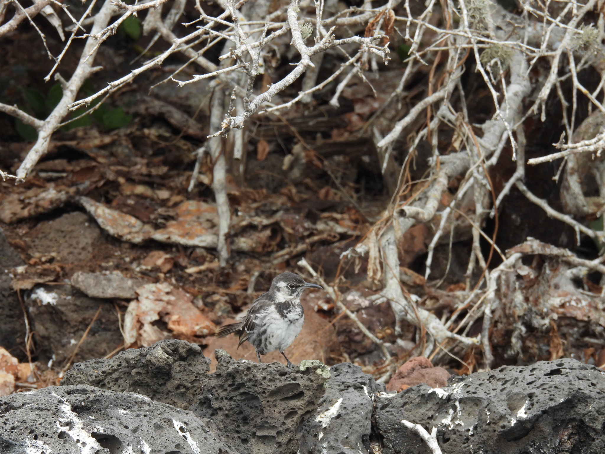 Floreana Mockingbird (Mimus trifasciatus), photo 1