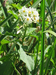 Solanum bonariense