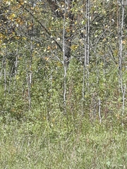 Zonotrichia albicollis