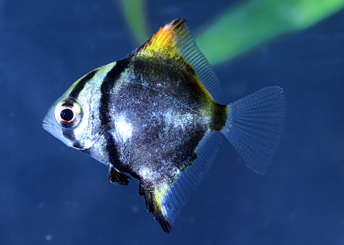 Black bat fish (Monodactylus argenteus) — Monodactylidae — 5