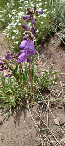 Hall's Beardtongue (Penstemon hallii)
