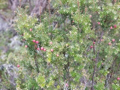 Leptecophylla