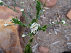 Pimelea petrophila