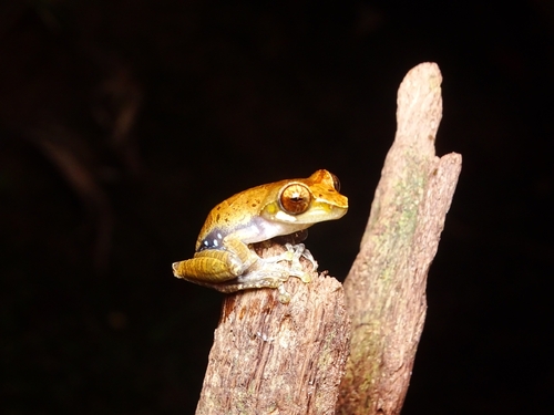 Leptomantis cyanopunctatus observed 2025-06-28