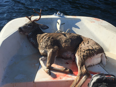 Odocoileus hemionus sitkensis