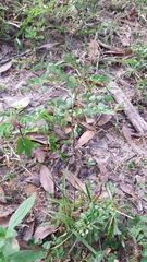 Image of Phyllanthus urinaria