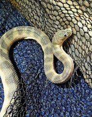Sepic Beaked Sea Snake photo 2