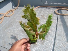 Mourera aspera