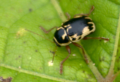 Cryptocephalus mutabilis