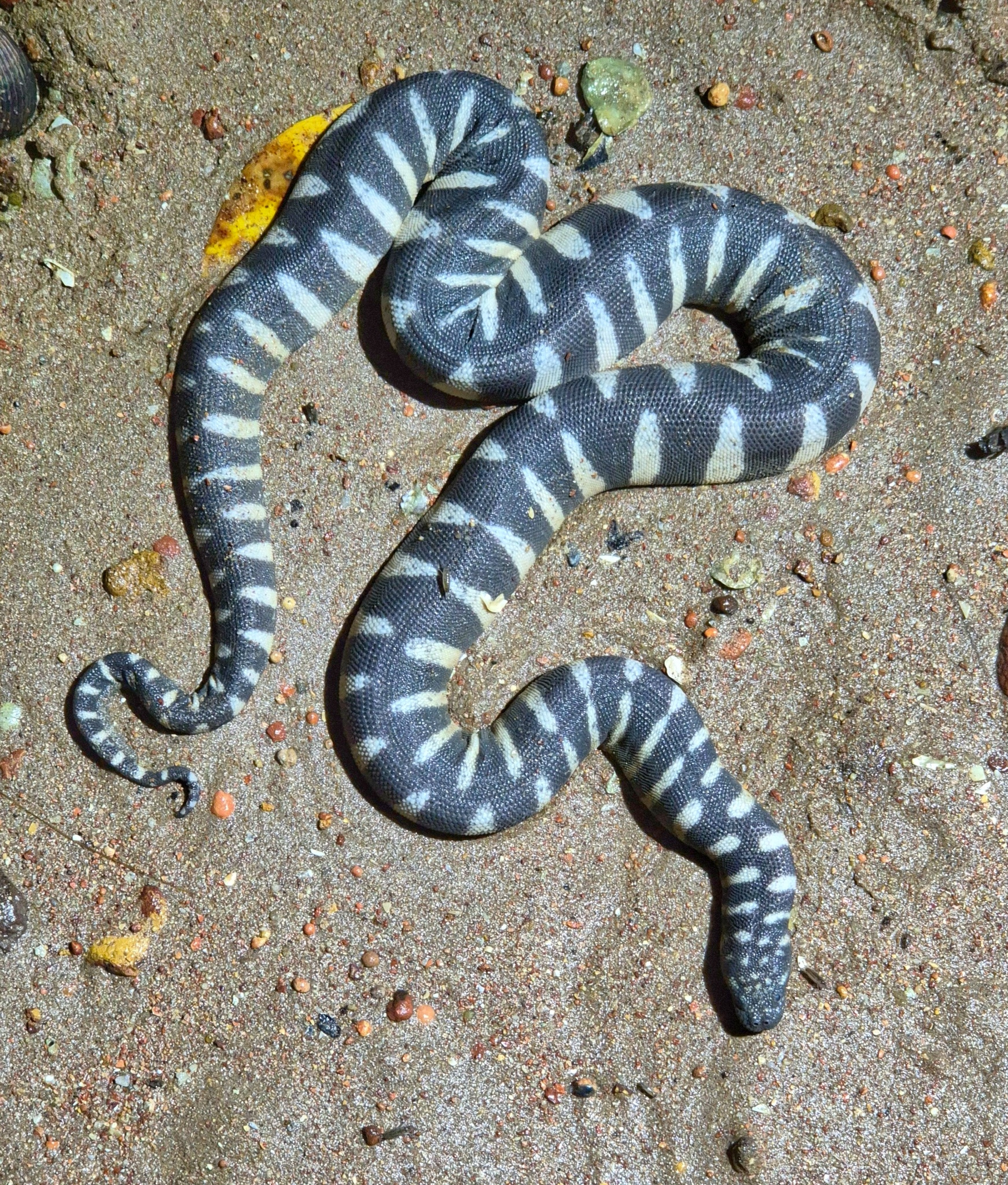 Acrochordus granulatus (Schneider, 1799)