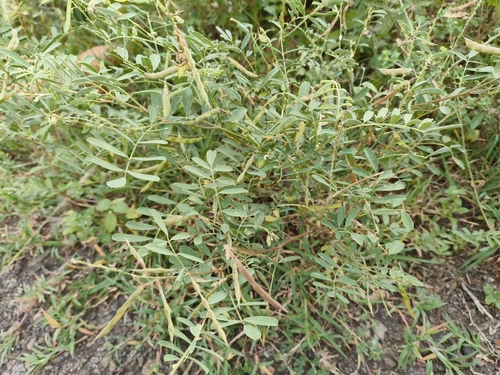 Tephrosia purpurea iNat (2)