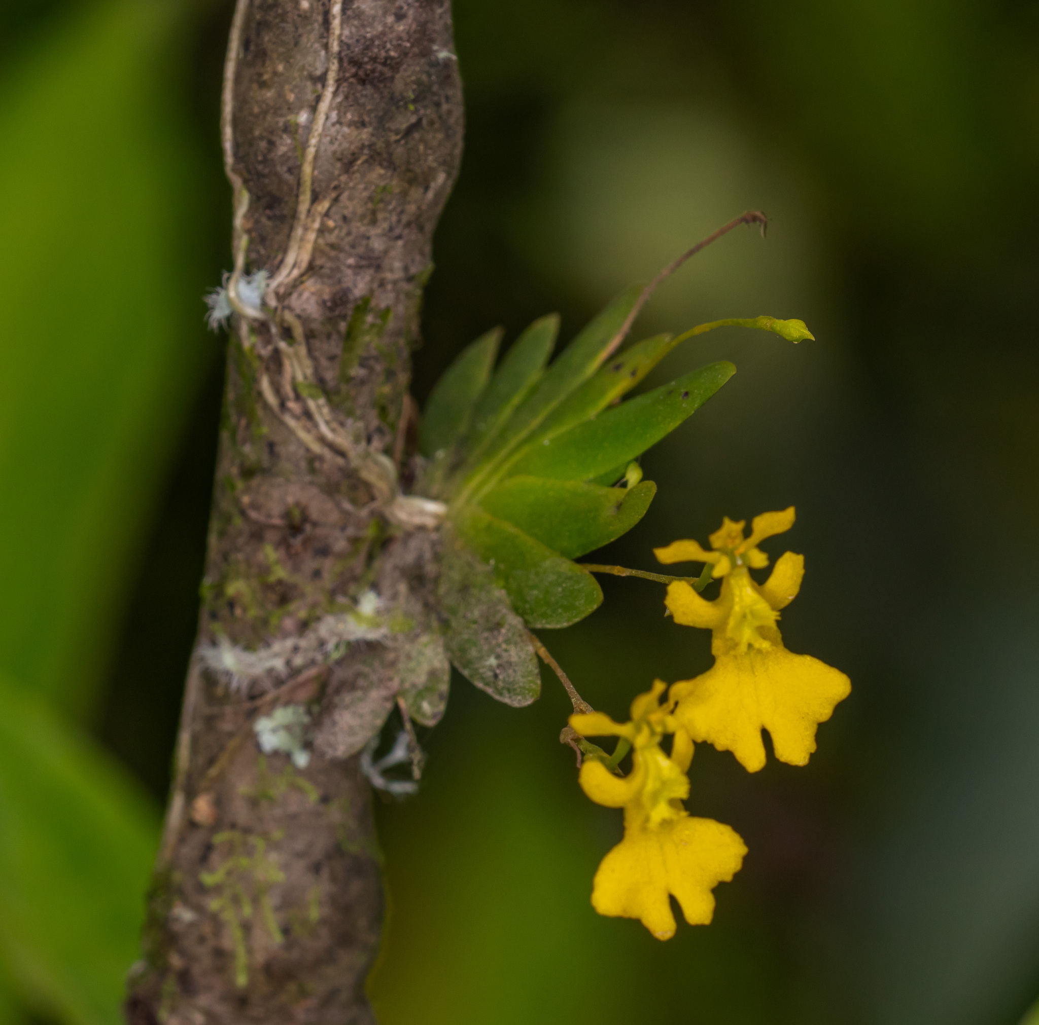 Erycina pumilio